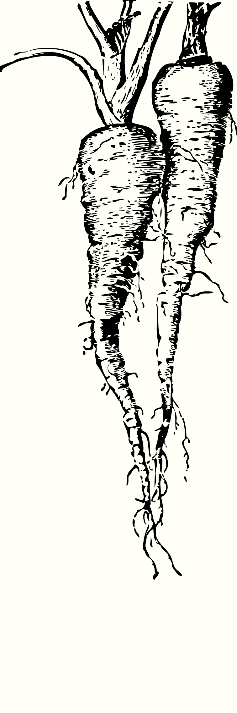 carrot